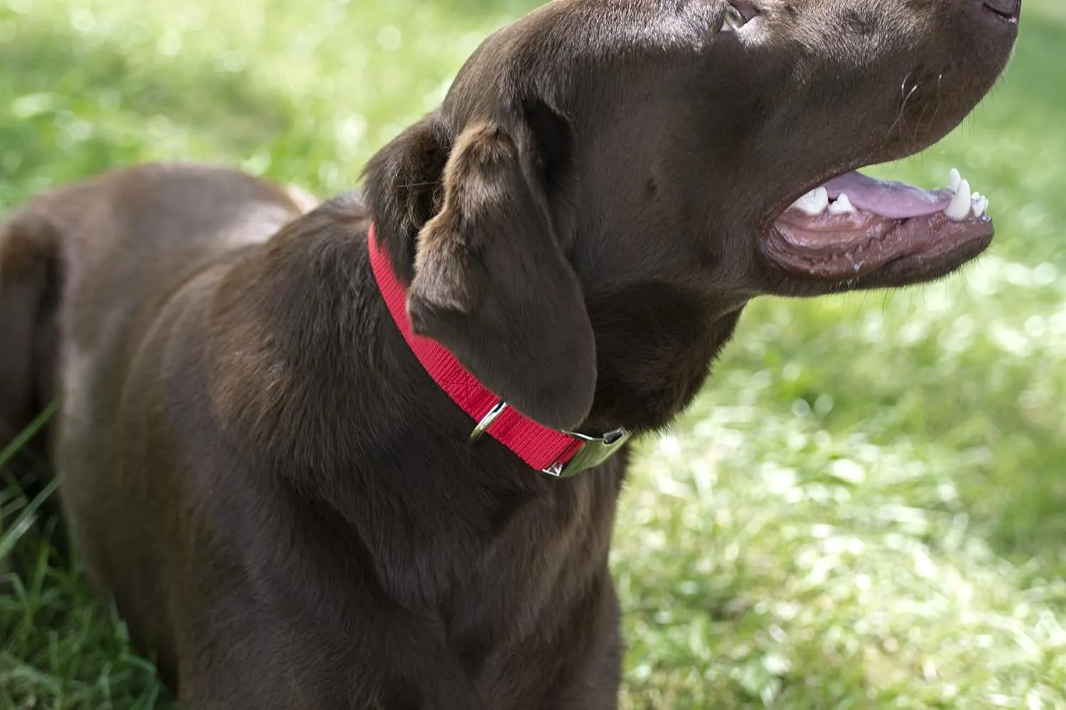 Country Brook Petz Premium Nylon Dog Collar with Metal Buckle for Small Medium Large Breeds - Vibrant 30  Color Selection (Extra Large, 1 Inch, Bright Red)