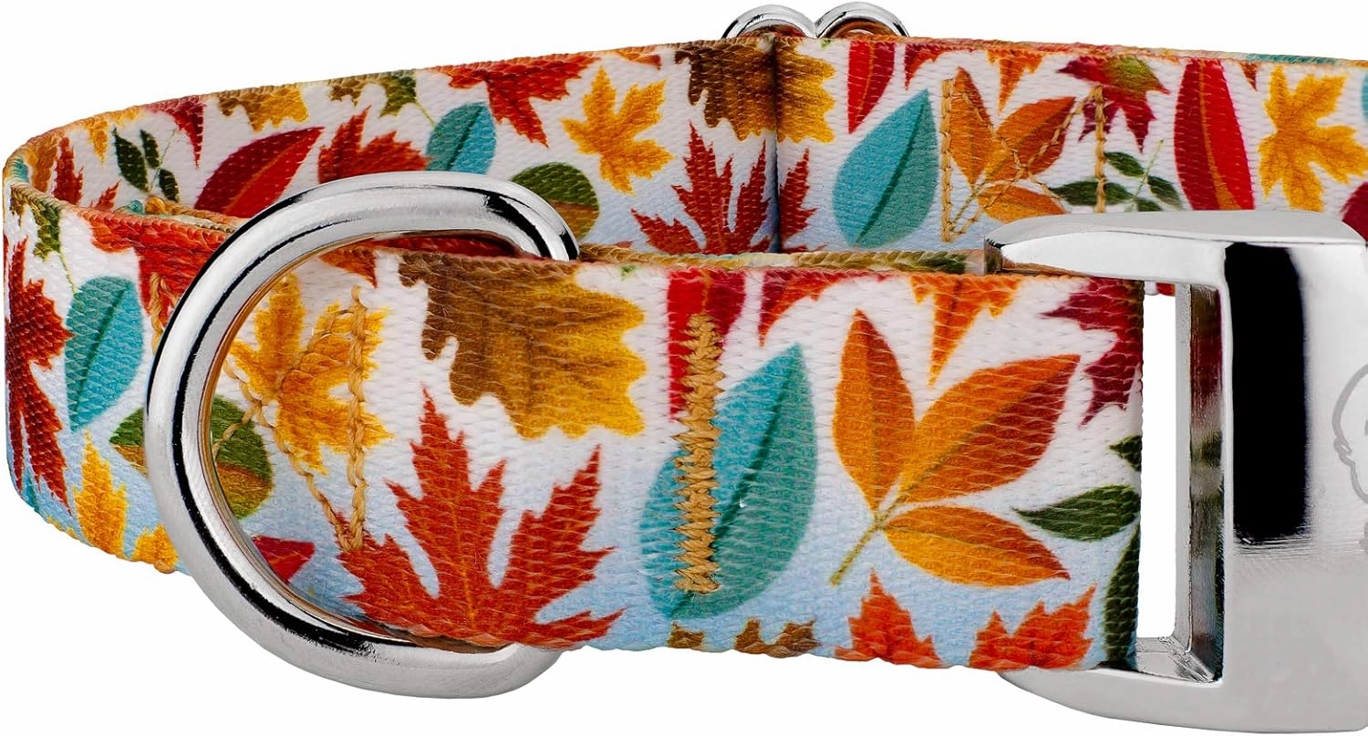 Country Brook Petz - Premium Brisk Autumn Dog Collar and Leash - Awesome Autumn Collection Featuring Designs You'll Fall for (1 Inch, Medium)